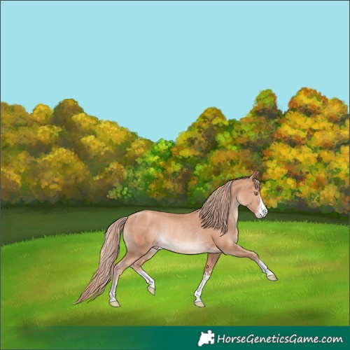 Horse Color:Gold Champagne Rabicano 