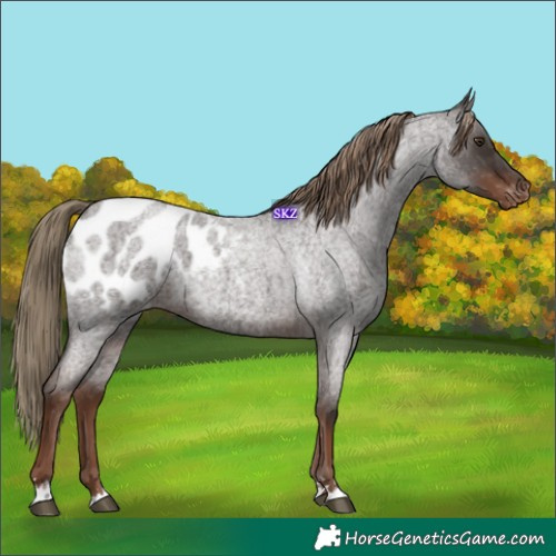 Horse Color:Liver Red Roan Appaloosa 