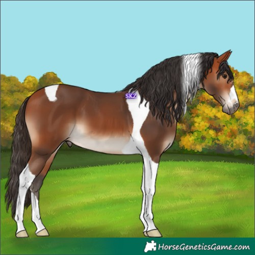 Horse Color:Bay Tobiano 