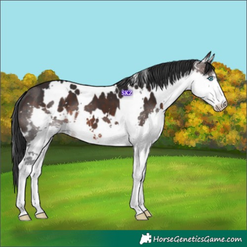 Horse Color:White Spotted Brown Splash 