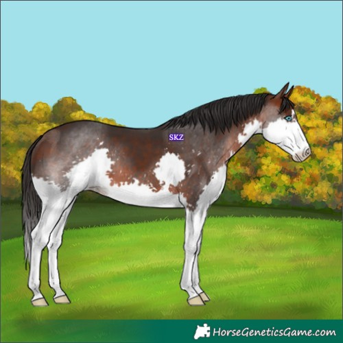 Horse Color:Brown Splash 