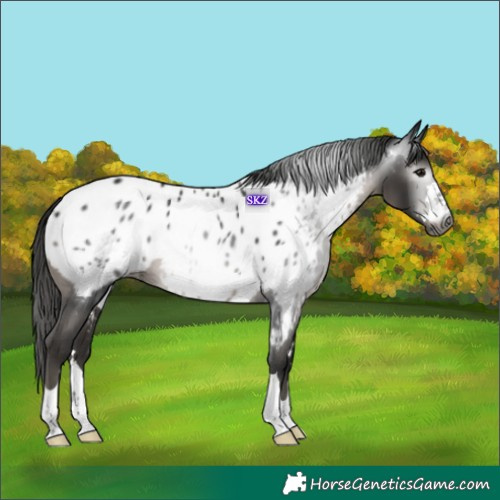 Horse Color:Gray Black Near Leopard 