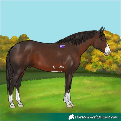 Horse Color:Liver Chestnut 