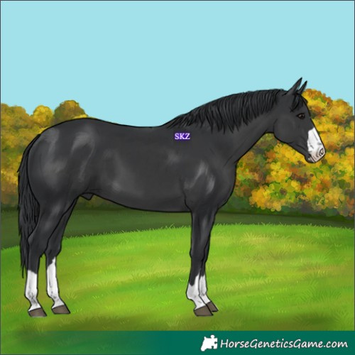 Horse Color:Black 