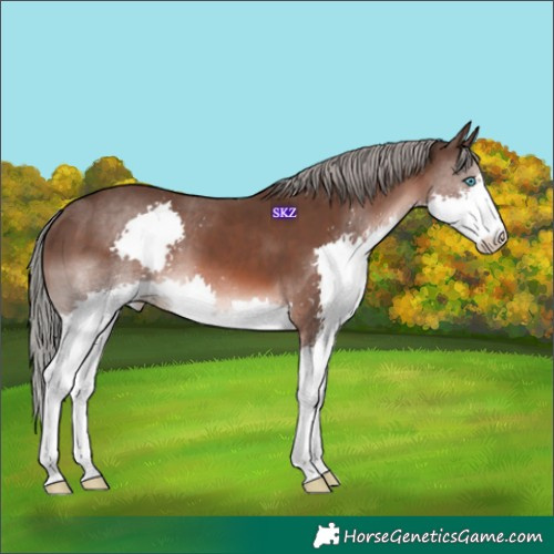 Horse Color:Liver Chestnut Mushroom Splash 