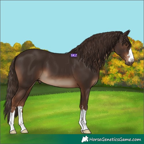 Horse Color:Liver Chestnut 