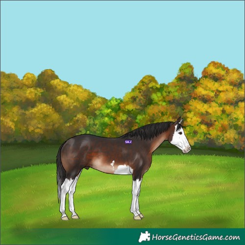 Horse Color:Brown Splash 