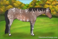 Horse Color:Bay Ice Roan 