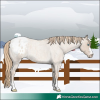 Horse Color:Smoky Creme Roan Appaloosa 