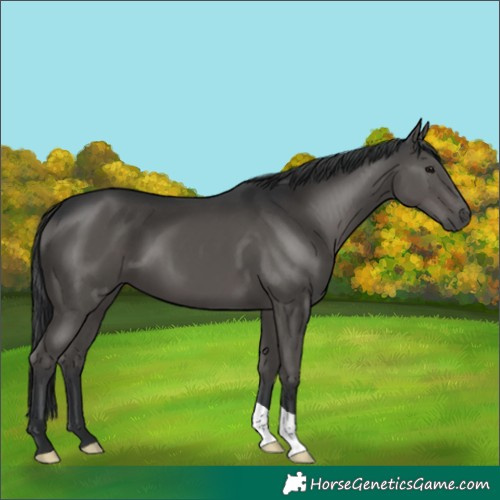 Horse Color:Black 