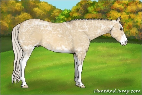 Horse Color:Silver Buckskin Ice Dun Sabino 