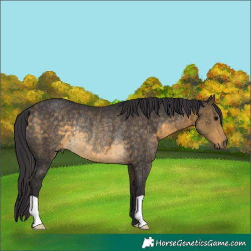 Horse Color:Buckskin Rabicano 