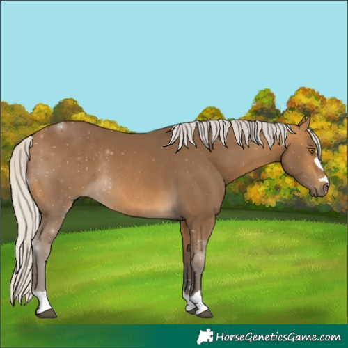 Horse Color:Silver Buckskin Rabicano 