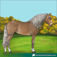Horse Color:Silver Buckskin Rabicano 