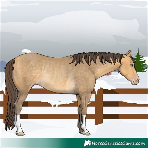 Horse Color:Sable Cream Champagne Rabicano 