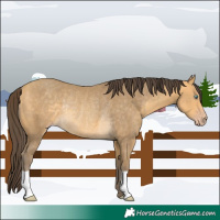 Horse Color:Sable Cream Champagne Rabicano