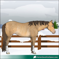 Horse Color:Sable Cream Champagne Rabicano 