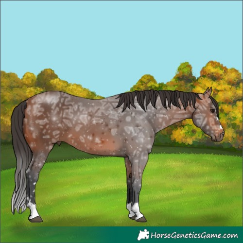 Horse Color:Bay Ice