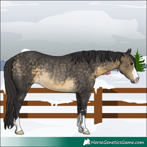 Horse Color:Buckskin Rabicano 