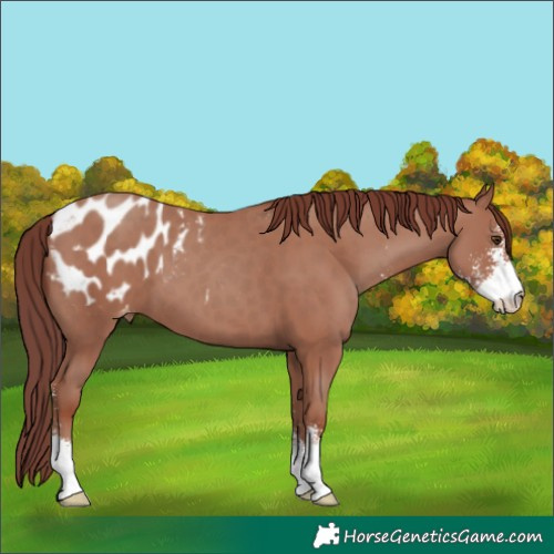 Horse Color:Chocolate Classic Champagne Sabino Appaloosa 