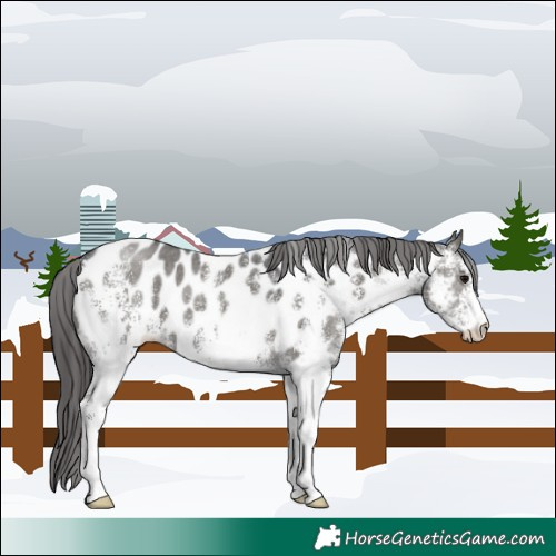 Horse Color:White Spotted Black Appaloosa 