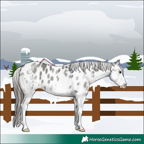 Horse Color:White Spotted Black Near Leopard 