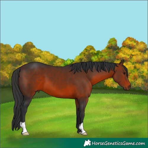 Horse Color:Brown 