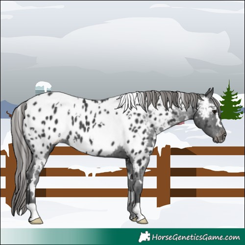 Horse Color:White Spotted Black Near Leopard 