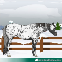 Horse Color:White Spotted Black Appaloosa