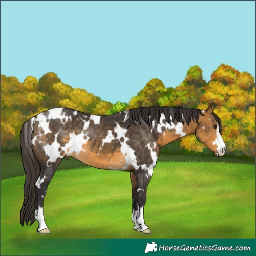Horse Color:White Spotted Buckskin 