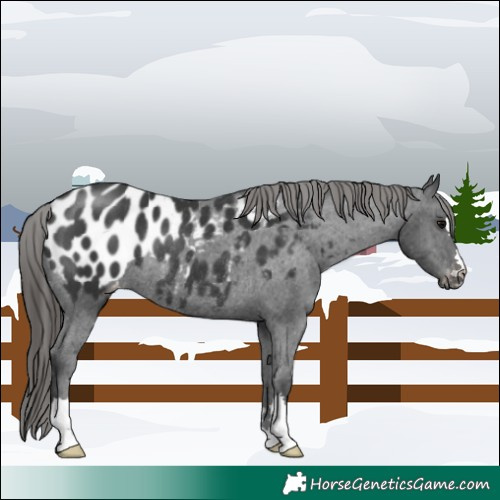 Horse Color:Black Blanket Rabicano 