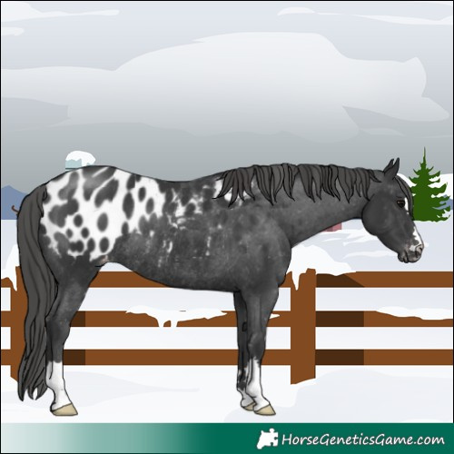 Horse Color:Black Appaloosa Rabicano 