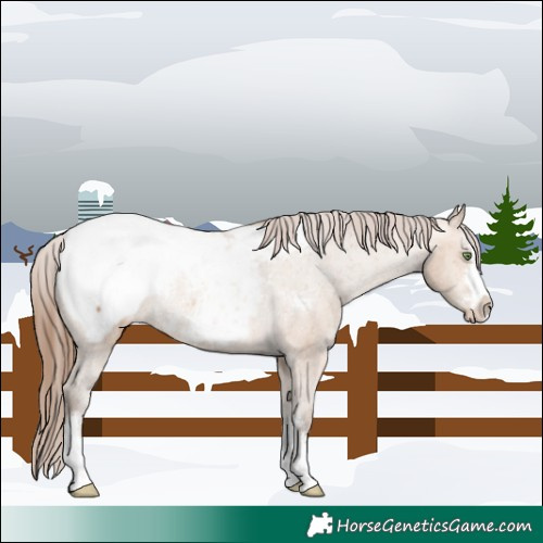 Horse Color:Amber Champagne Near Fewspot Rabicano 