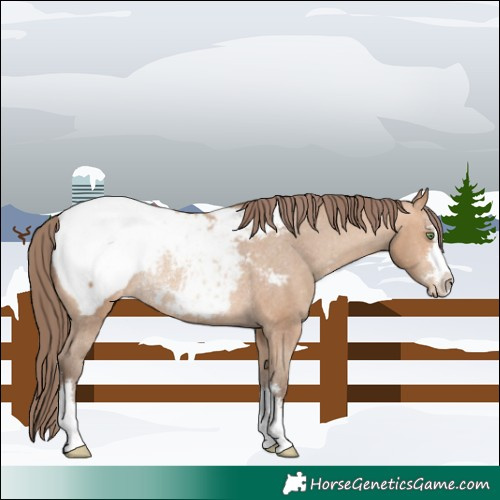 Horse Color:Amber Champagne Appaloosa Rabicano