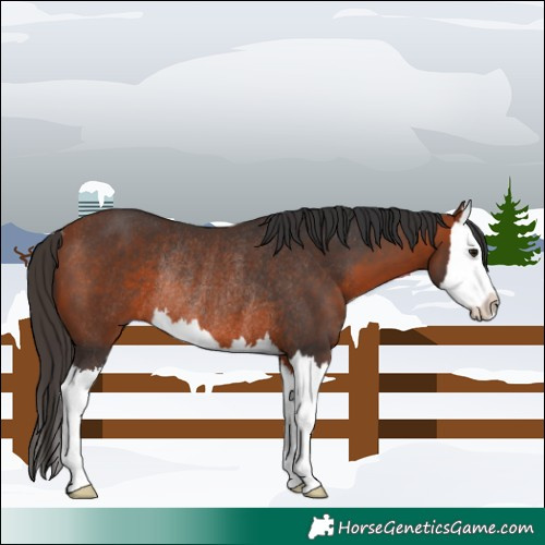 Horse Color:Bay Splash Rabicano