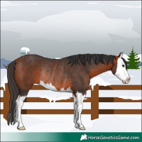 Horse Color:Bay Splash Rabicano 