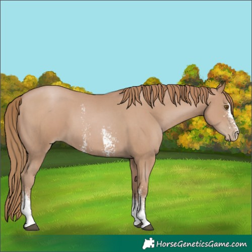 Horse Color:Black Pearl Sabino