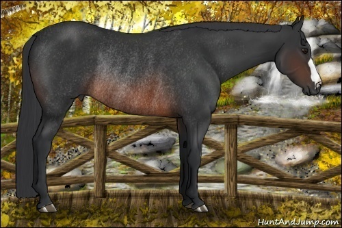 Horse Color:Brown Rabicano 