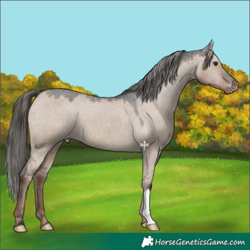 Horse Color:Liver Red Dun Appaloosa 