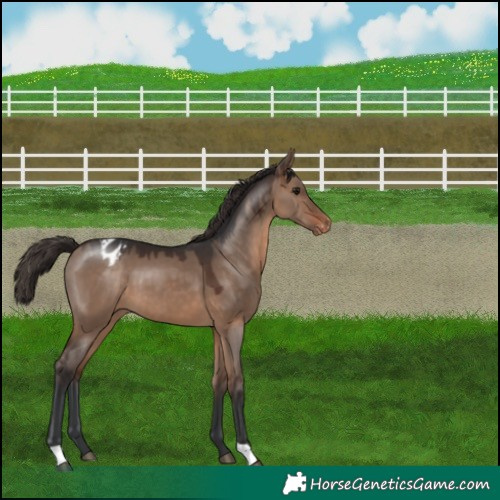 Horse Color:Brown Dun Appaloosa 