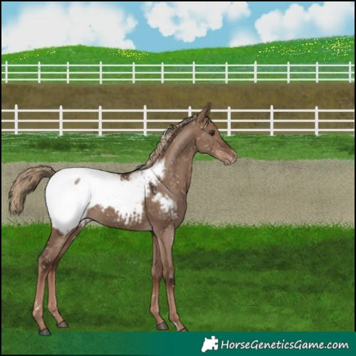 Horse Color:Liver Red Dun Appaloosa 