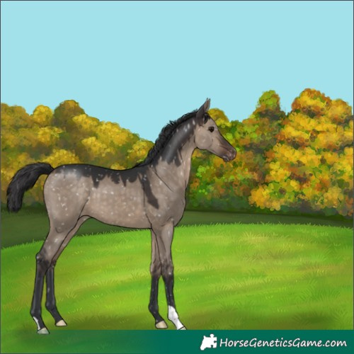 Horse Color:Brown Dun Appaloosa 
