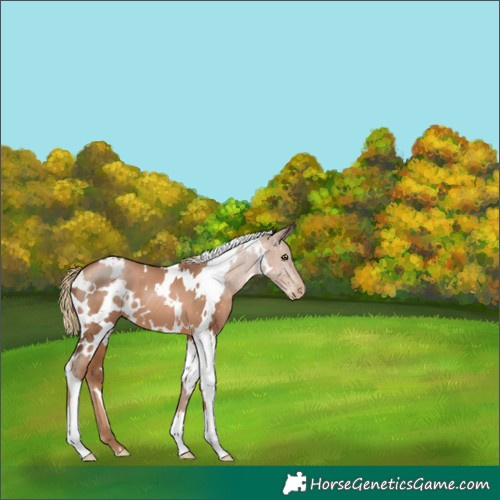 Horse Color:White Spotted Liver Chestnut Pearl