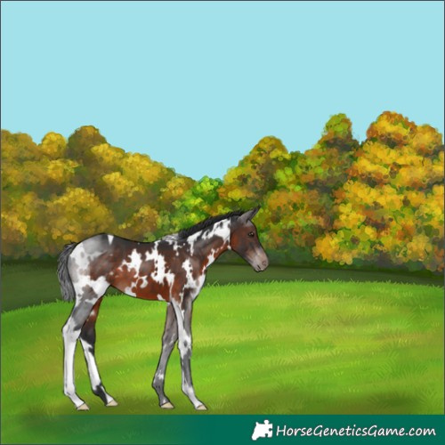 Horse Color:White Spotted Brown