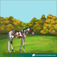 Horse Color:White Spotted Brown