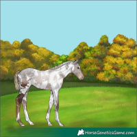 Horse Color:White Spotted Liver Chestnut 