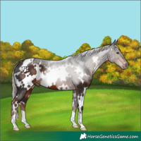 Horse Color:White Spotted Liver Chestnut