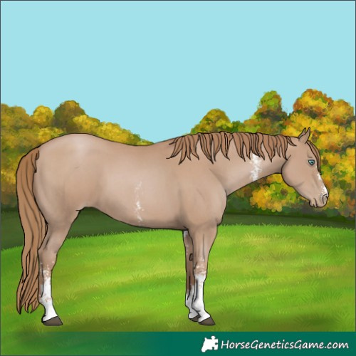 Horse Color:Black Pearl Sabino 