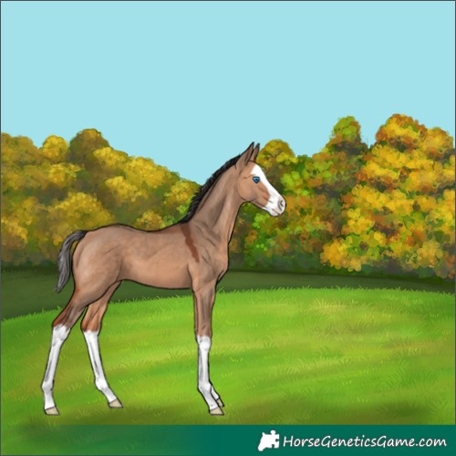 Horse Color:Bay Dun Splash 