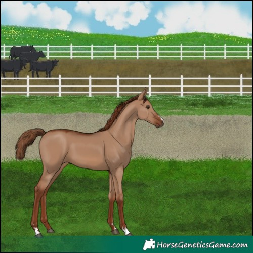 Horse Color:Red Dun 